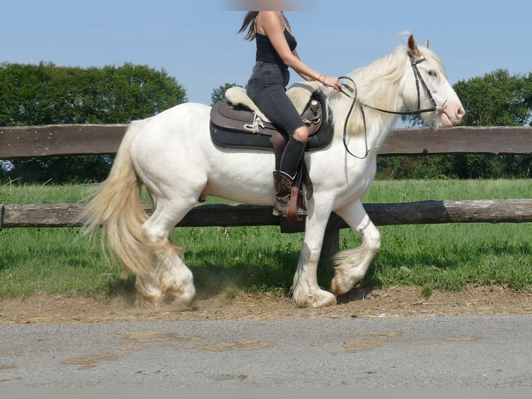 Cob Irlandese / Tinker / Gypsy Vanner Castrone 3 Anni 146 cm Grigio in Lathen