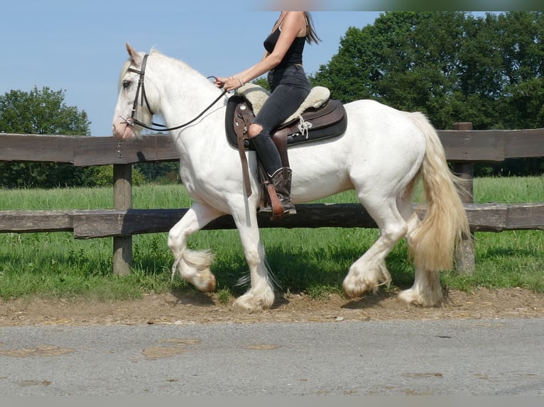 Cob Irlandese / Tinker / Gypsy Vanner Castrone 3 Anni 146 cm Grigio in Lathen