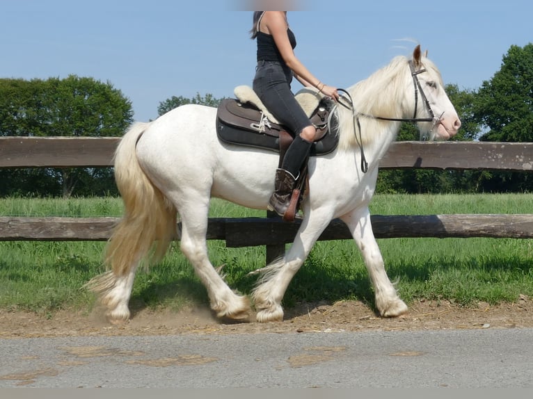 Cob Irlandese / Tinker / Gypsy Vanner Castrone 3 Anni 146 cm Grigio in Lathen