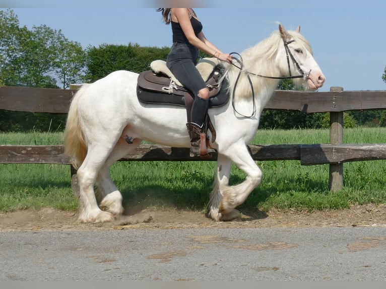 Cob Irlandese / Tinker / Gypsy Vanner Castrone 3 Anni 146 cm Grigio in Lathen