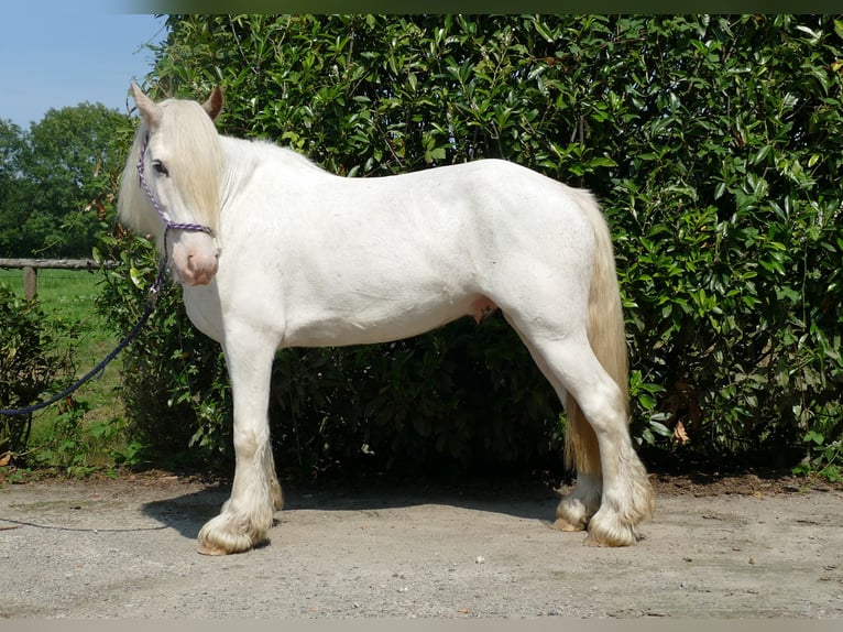 Cob Irlandese / Tinker / Gypsy Vanner Castrone 3 Anni 146 cm Grigio in Lathen