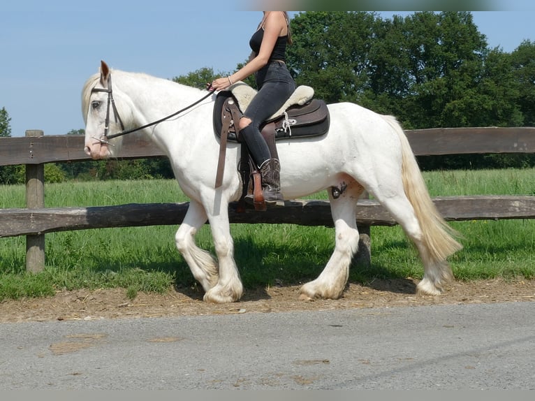 Cob Irlandese / Tinker / Gypsy Vanner Castrone 3 Anni 146 cm Grigio in Lathen