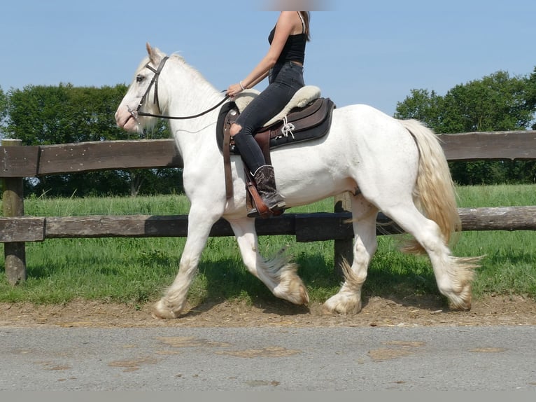 Cob Irlandese / Tinker / Gypsy Vanner Castrone 3 Anni 146 cm Grigio in Lathen