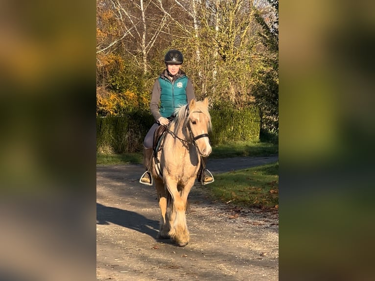 Cob Irlandese / Tinker / Gypsy Vanner Castrone 3 Anni 146 cm Palomino in Achstetten