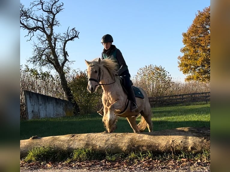 Cob Irlandese / Tinker / Gypsy Vanner Castrone 3 Anni 146 cm Palomino in Achstetten