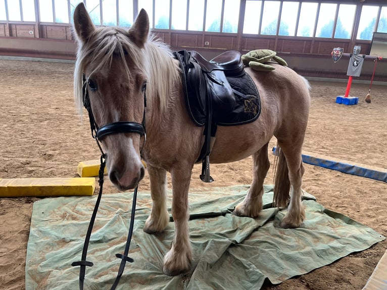 Cob Irlandese / Tinker / Gypsy Vanner Castrone 3 Anni 146 cm Palomino in Achstetten