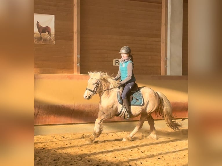 Cob Irlandese / Tinker / Gypsy Vanner Castrone 3 Anni 146 cm Palomino in Achstetten