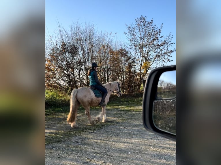 Cob Irlandese / Tinker / Gypsy Vanner Castrone 3 Anni 146 cm Palomino in Achstetten