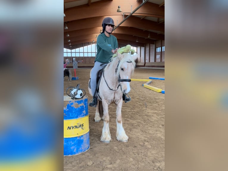 Cob Irlandese / Tinker / Gypsy Vanner Castrone 3 Anni 146 cm Palomino in Achstetten