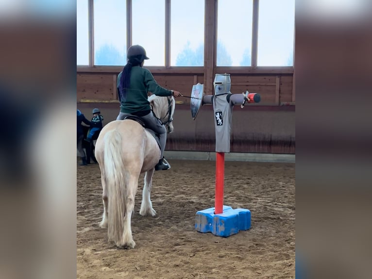 Cob Irlandese / Tinker / Gypsy Vanner Castrone 3 Anni 146 cm Palomino in Achstetten