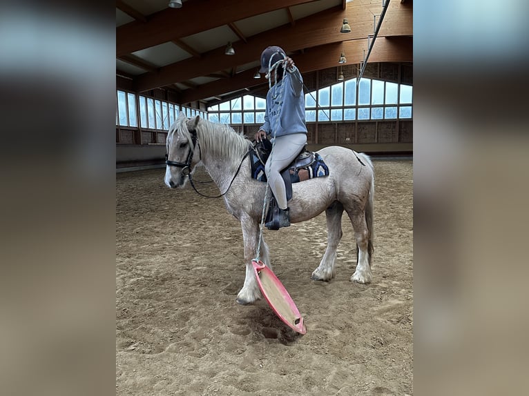 Cob Irlandese / Tinker / Gypsy Vanner Castrone 3 Anni 146 cm Palomino in Achstetten