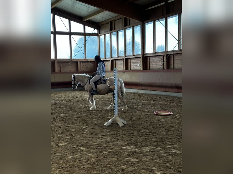 Cob Irlandese / Tinker / Gypsy Vanner Castrone 3 Anni 146 cm Palomino in Achstetten