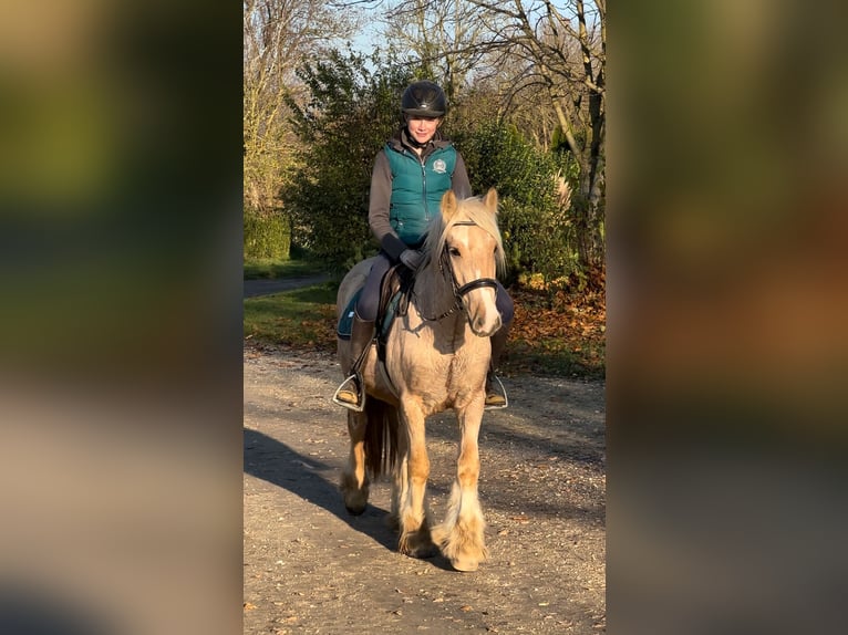 Cob Irlandese / Tinker / Gypsy Vanner Castrone 3 Anni 146 cm Palomino in Achstetten