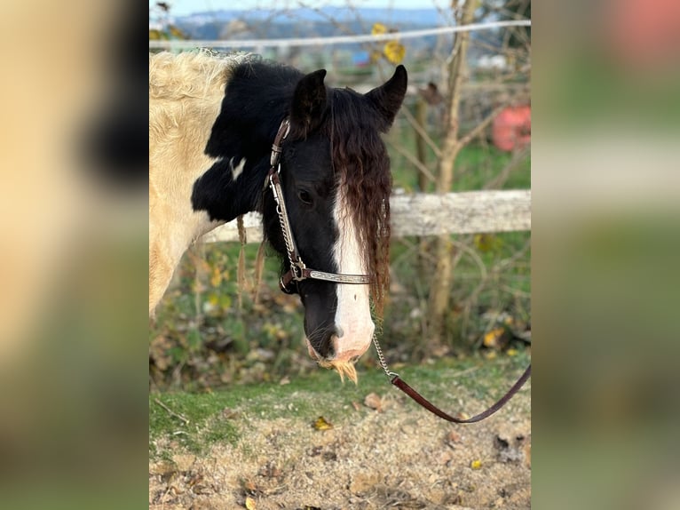 Cob Irlandese / Tinker / Gypsy Vanner Castrone 3 Anni 148 cm Tobiano-tutti i colori in Kammlach