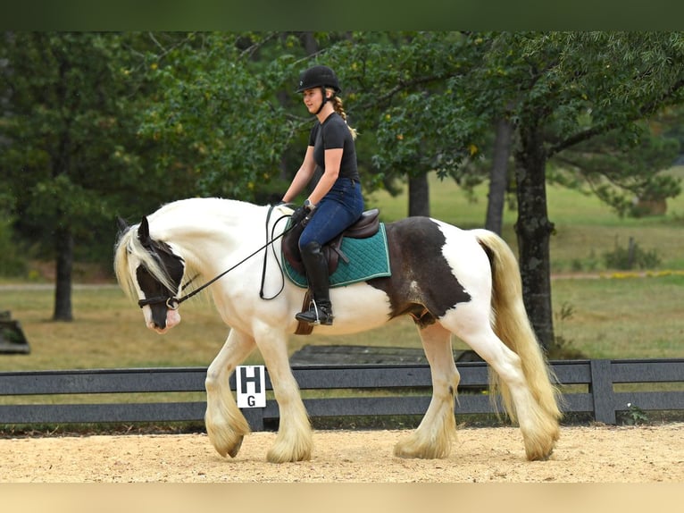 Cob Irlandese / Tinker / Gypsy Vanner Castrone 3 Anni 152 cm Tobiano-tutti i colori in Phoenix