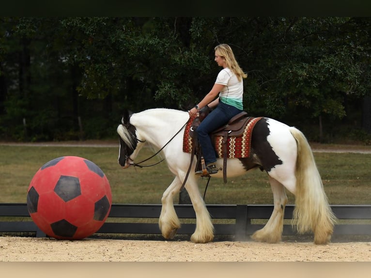 Cob Irlandese / Tinker / Gypsy Vanner Castrone 3 Anni 152 cm Tobiano-tutti i colori in Phoenix