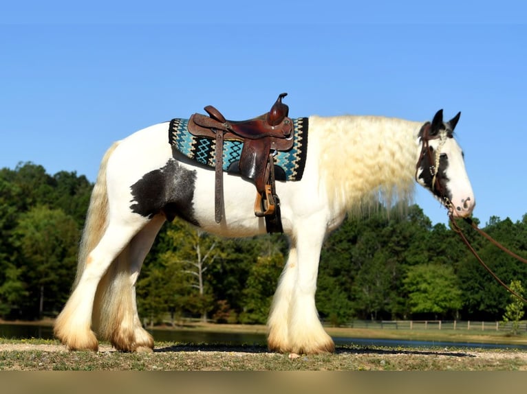 Cob Irlandese / Tinker / Gypsy Vanner Castrone 3 Anni 152 cm Tobiano-tutti i colori in Phoenix