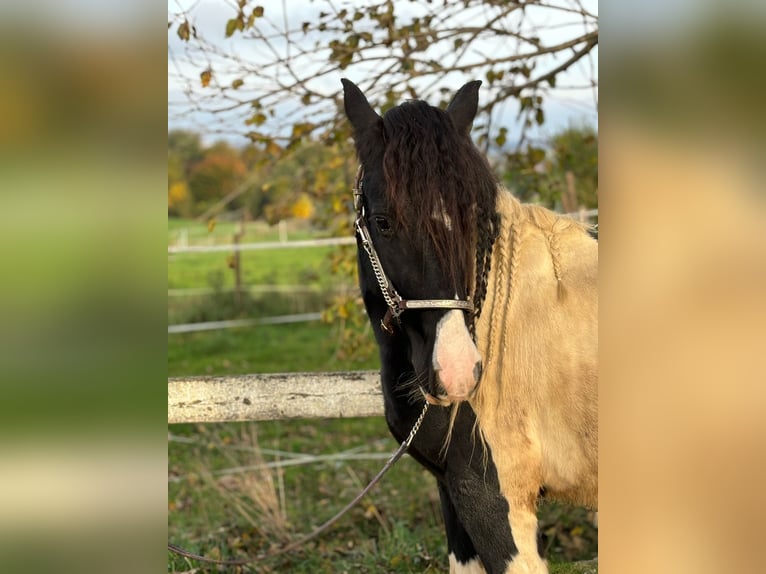 Cob Irlandese / Tinker / Gypsy Vanner Castrone 3 Anni 154 cm Tobiano-tutti i colori in Kammlach