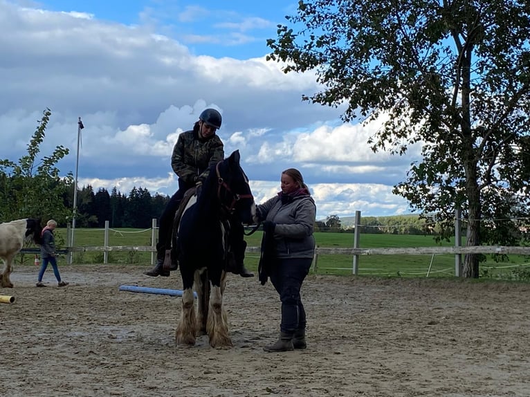 Cob Irlandese / Tinker / Gypsy Vanner Castrone 3 Anni 154 cm Tobiano-tutti i colori in Kammlach