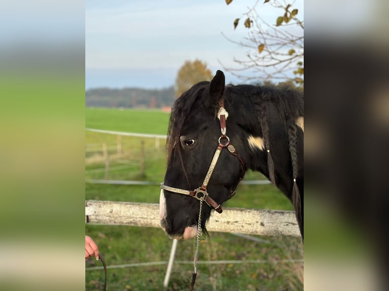 Cob Irlandese / Tinker / Gypsy Vanner Castrone 3 Anni 154 cm Tobiano-tutti i colori in Kammlach