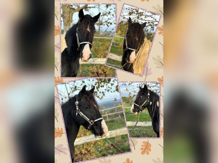 Cob Irlandese / Tinker / Gypsy Vanner Castrone 3 Anni 154 cm Tobiano-tutti i colori in Kammlach