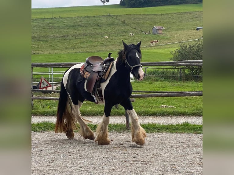 Cob Irlandese / Tinker / Gypsy Vanner Castrone 3 Anni 154 cm Tobiano-tutti i colori in Kammlach