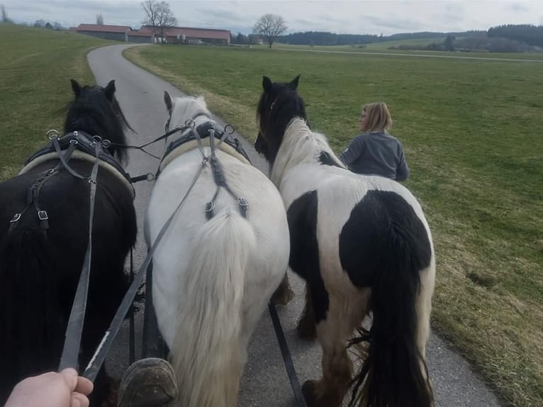 Cob Irlandese / Tinker / Gypsy Vanner Castrone 3 Anni 154 cm Tobiano-tutti i colori in Kammlach