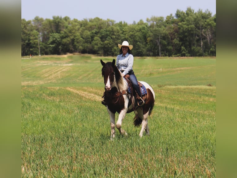 Cob Irlandese / Tinker / Gypsy Vanner Mix Castrone 3 Anni 157 cm Pezzato in Fergus Falls, MN