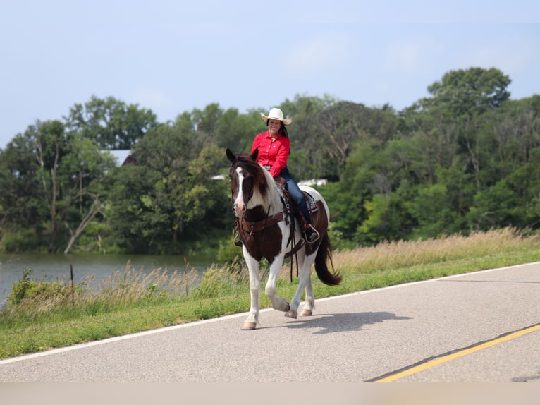 Cob Irlandese / Tinker / Gypsy Vanner Mix Castrone 3 Anni 157 cm Pezzato in Fergus Falls, MN