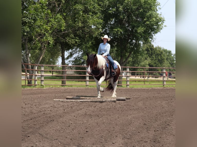 Cob Irlandese / Tinker / Gypsy Vanner Mix Castrone 3 Anni 157 cm Pezzato in Fergus Falls, MN