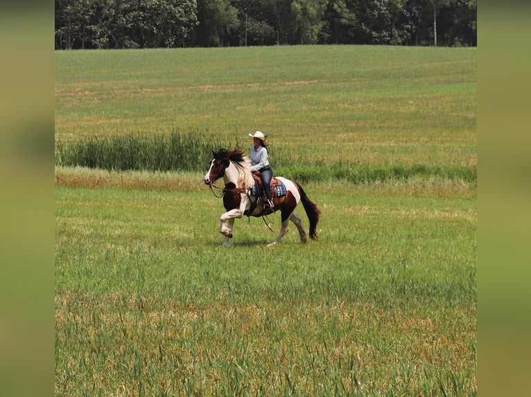 Cob Irlandese / Tinker / Gypsy Vanner Mix Castrone 3 Anni 157 cm Pezzato in Fergus Falls, MN