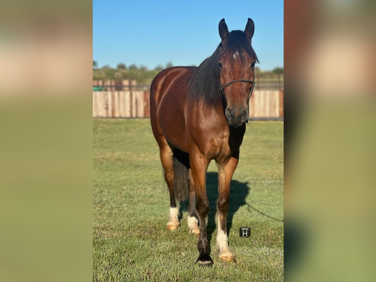 Cob Irlandese / Tinker / Gypsy Vanner Castrone 3 Anni Baio ciliegia in Jacksboro TX