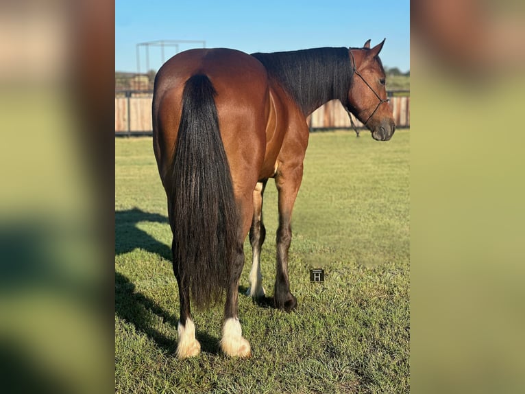 Cob Irlandese / Tinker / Gypsy Vanner Castrone 3 Anni Baio ciliegia in Jacksboro TX