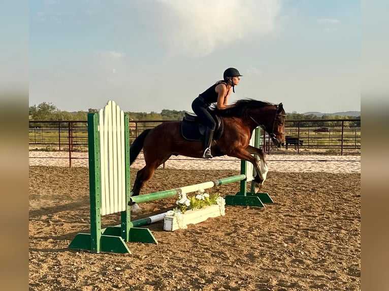 Cob Irlandese / Tinker / Gypsy Vanner Castrone 3 Anni Baio ciliegia in Jacksboro TX