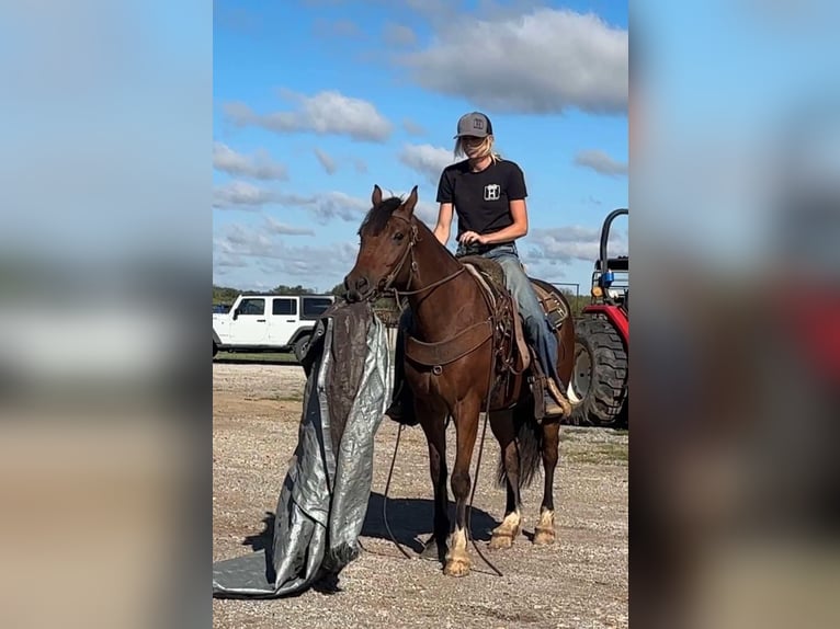 Cob Irlandese / Tinker / Gypsy Vanner Castrone 3 Anni Baio ciliegia in Jacksboro TX