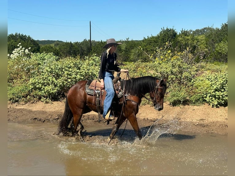 Cob Irlandese / Tinker / Gypsy Vanner Castrone 3 Anni Baio ciliegia in Jacksboro TX