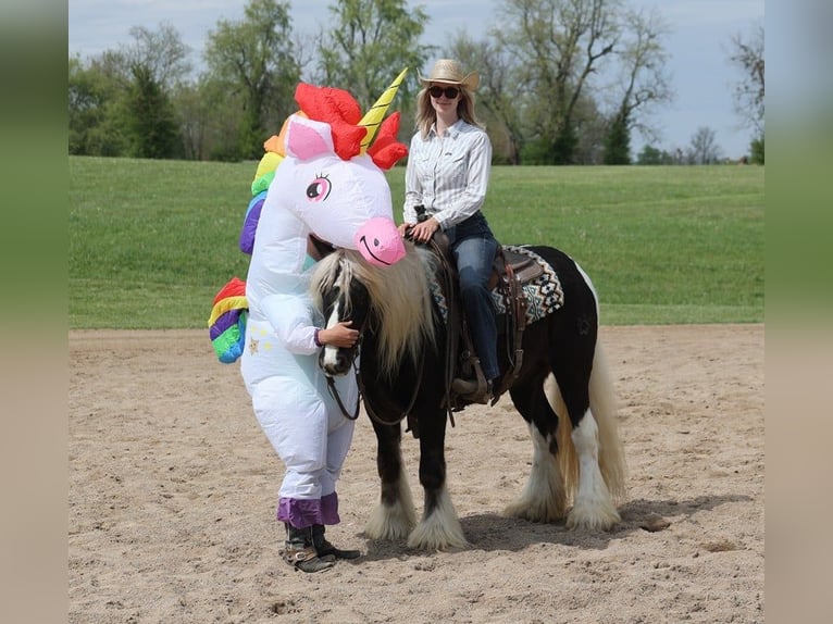 Cob Irlandese / Tinker / Gypsy Vanner Castrone 3 Anni in Mount Vernon kY