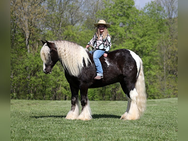 Cob Irlandese / Tinker / Gypsy Vanner Castrone 3 Anni in Mount Vernon kY