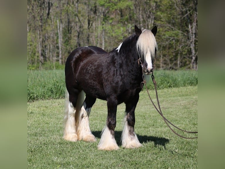 Cob Irlandese / Tinker / Gypsy Vanner Castrone 3 Anni in Mount Vernon kY