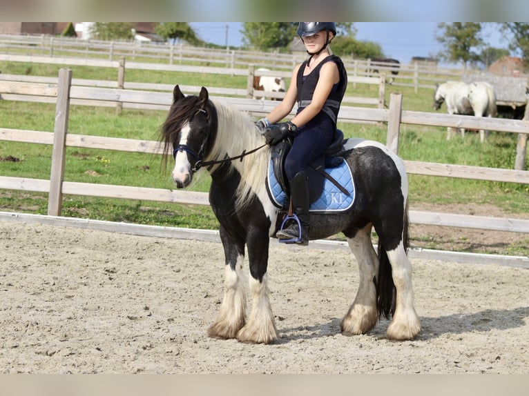 Cob Irlandese / Tinker / Gypsy Vanner Castrone 4 Anni 120 cm Pezzato in Bogaarden