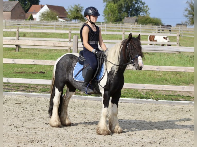 Cob Irlandese / Tinker / Gypsy Vanner Castrone 4 Anni 120 cm Pezzato in Bogaarden