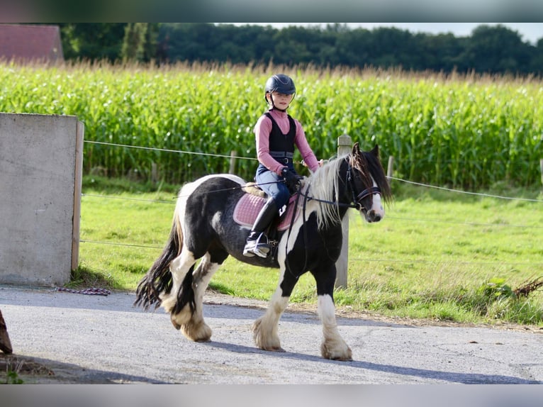 Cob Irlandese / Tinker / Gypsy Vanner Castrone 4 Anni 120 cm Pezzato in Bogaarden