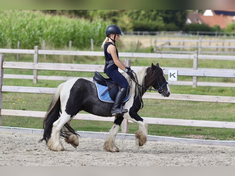 Cob Irlandese / Tinker / Gypsy Vanner Castrone 4 Anni 120 cm Pezzato in Bogaarden