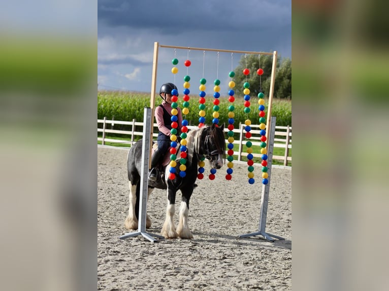 Cob Irlandese / Tinker / Gypsy Vanner Castrone 4 Anni 120 cm Pezzato in Bogaarden