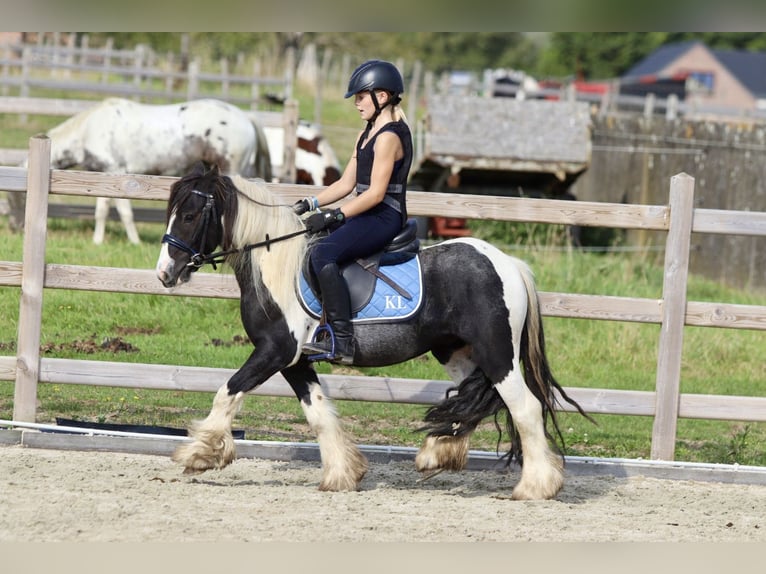 Cob Irlandese / Tinker / Gypsy Vanner Castrone 4 Anni 120 cm Pezzato in Bogaarden