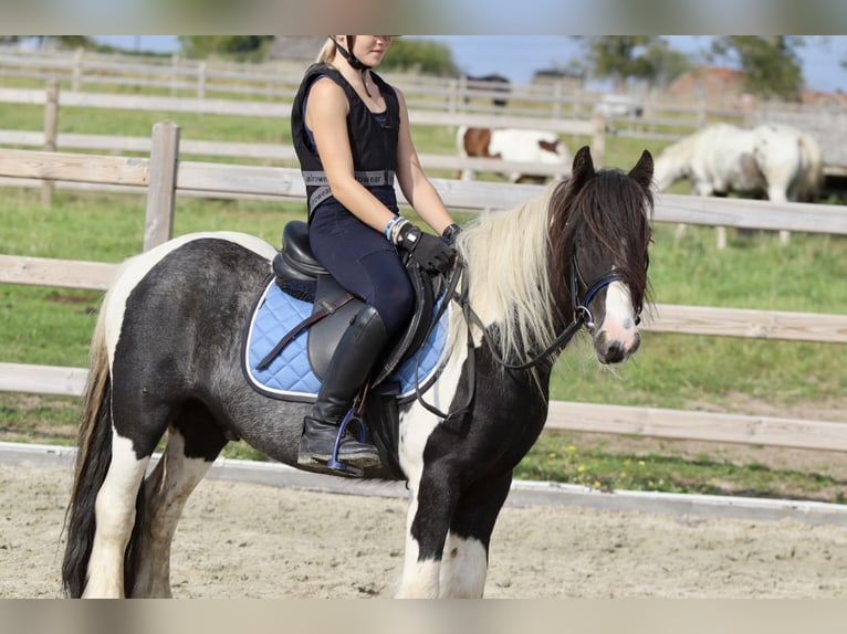 Cob Irlandese / Tinker / Gypsy Vanner Castrone 4 Anni 120 cm Pezzato in Bogaarden