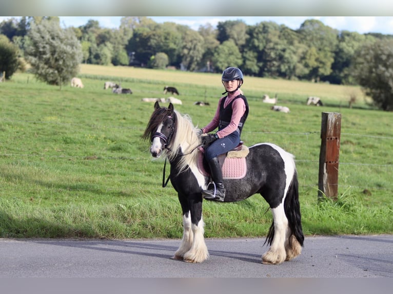 Cob Irlandese / Tinker / Gypsy Vanner Castrone 4 Anni 120 cm Pezzato in Bogaarden