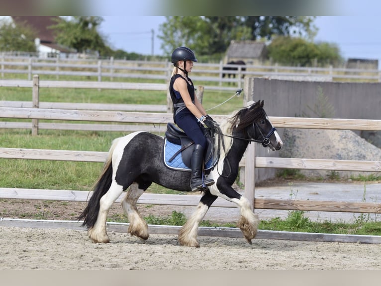 Cob Irlandese / Tinker / Gypsy Vanner Castrone 4 Anni 120 cm Pezzato in Bogaarden