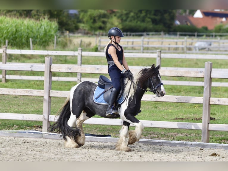 Cob Irlandese / Tinker / Gypsy Vanner Castrone 4 Anni 120 cm Pezzato in Bogaarden