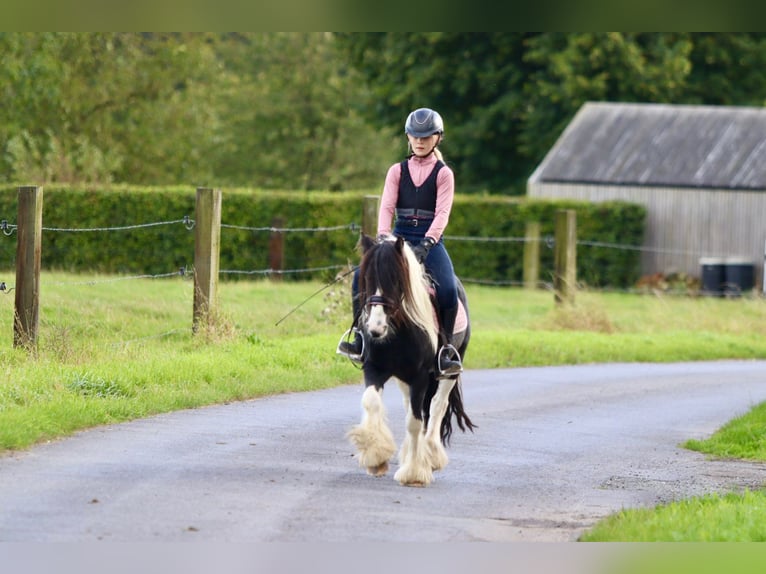 Cob Irlandese / Tinker / Gypsy Vanner Castrone 4 Anni 120 cm Pezzato in Bogaarden